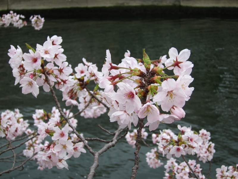 2011sakura_08