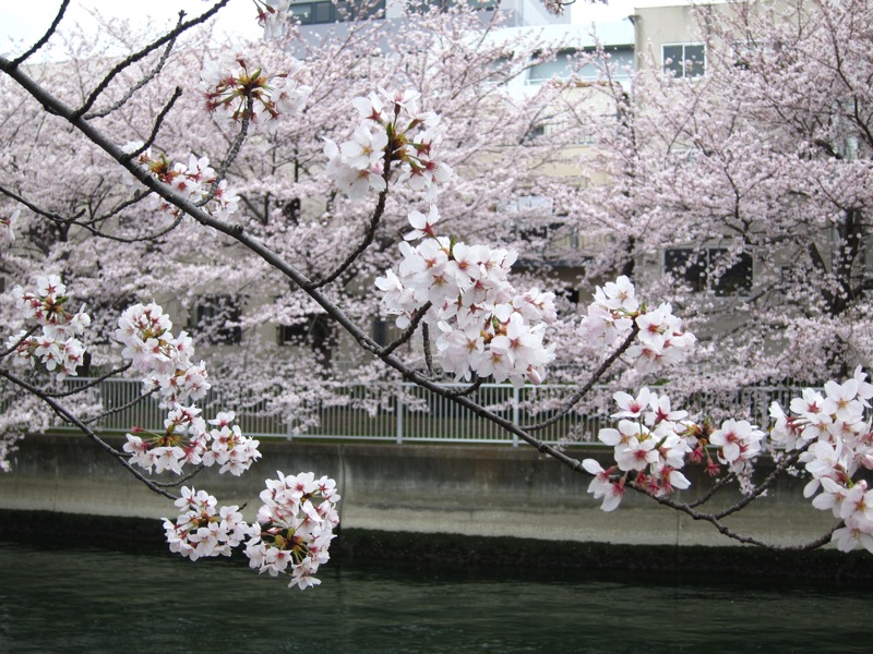 2011sakura_09