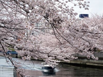 2011sakura_01