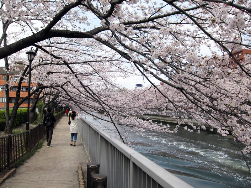 2011sakura_02