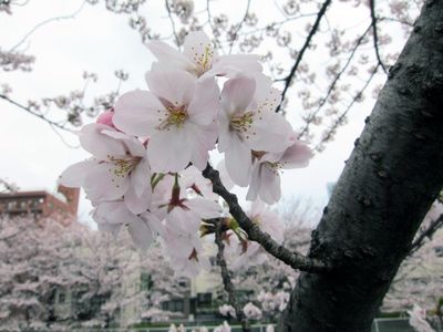 2011sakura_03