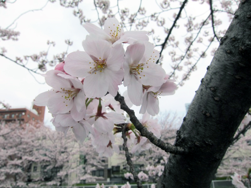 2011sakura_03