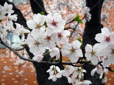 2011sakura_06