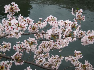 2011sakura_10