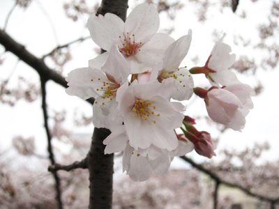 2011sakura_04