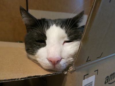 Miyukiu0027s Diary: 猫を正面から