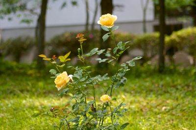 20140716-110855 20140716-110855